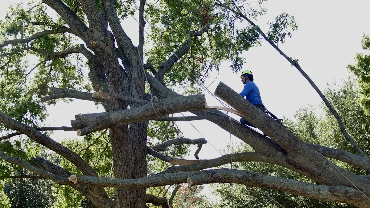 Professional Hazardous Tree Removal performed by certified arborists in Mouthcard