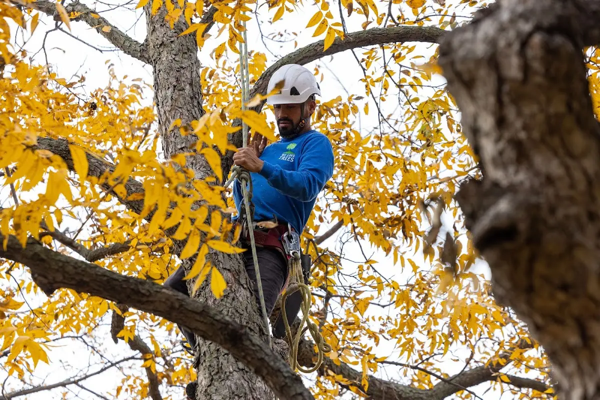 Skilled Storm Damage Cleanup crew working in Mouthcard