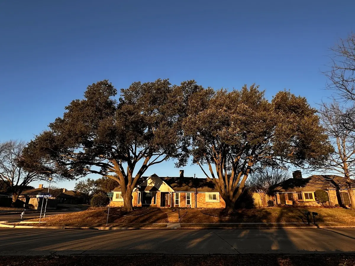 Established residential canopy tree shading a home in Mouthcard