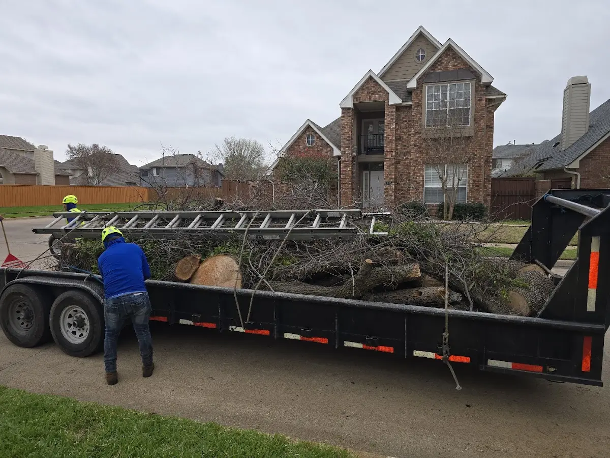 Expert Tree Removal with proper safety equipment in Mouthcard